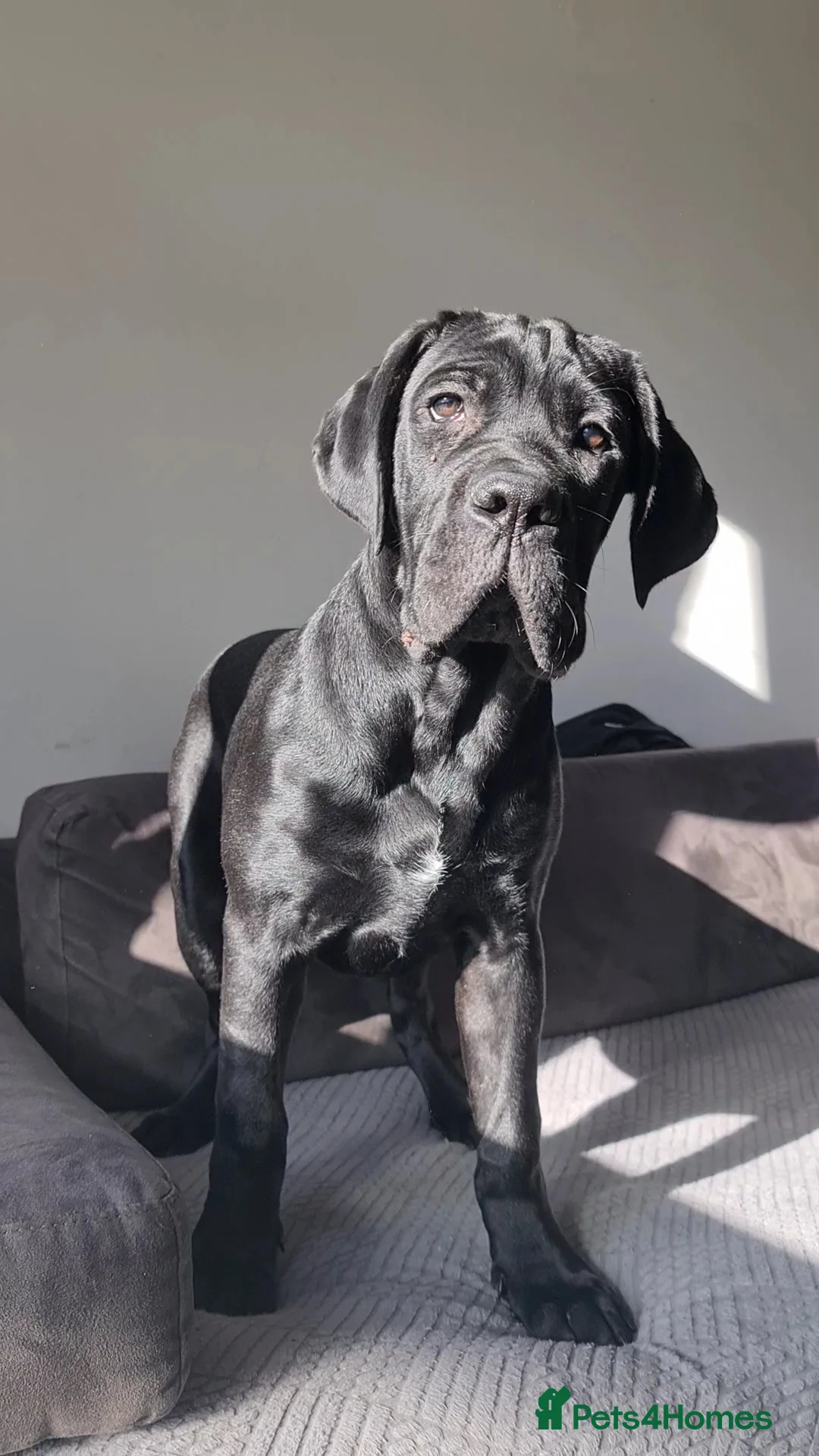 Cane Corso dogs for sale: Beautiful black male Cane Corso puppy - Advert 7