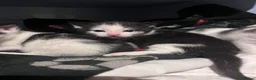 Mixed Breed cats for sale: Beautiful kittens for sale - Advert 9