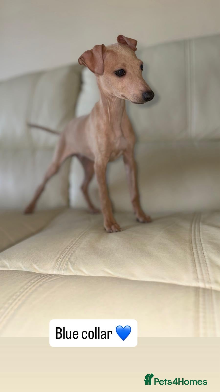 Italian Greyhound dogs READY TO LEAVE LAST TWO BOYS Kc registered - Advert 21