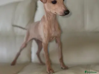 Italian Greyhound dogs READY TO LEAVE LAST TWO BOYS Kc registered - Advert 21