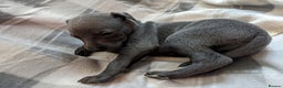 Whippet dogs for sale: Beautiful whippet babies  - Advert 25