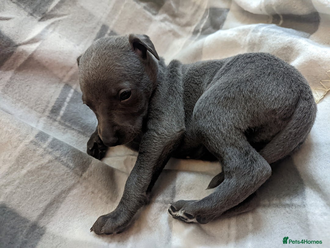 Whippet dogs for sale: Beautiful whippet babies  - Advert 25