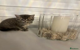 British Shorthair cats for sale: Adorable British shorthaired Kittens  - Image 5