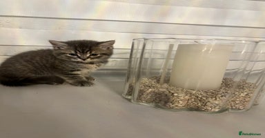 British Shorthair cats - Advert 5