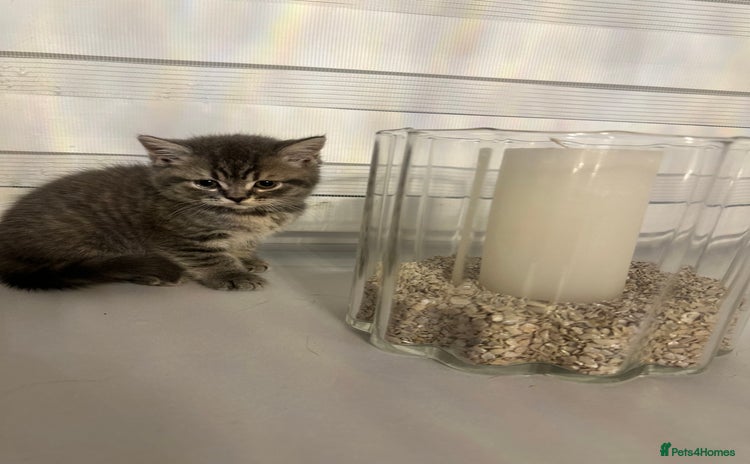 British Shorthair cats - Advert 4