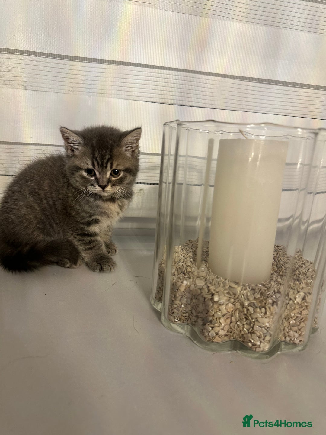 British Shorthair cats for sale: Adorable British shorthaired Kittens  - Image 5