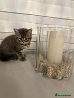 British Shorthair cats - Advert 8