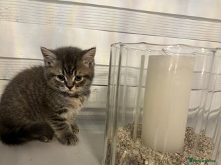 British Shorthair cats - Advert 4