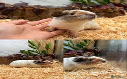 Guinea Pig rodents for sale: ✨Lots of Baby boy Guinea Pigs ✨🐹🩵 - Image 20