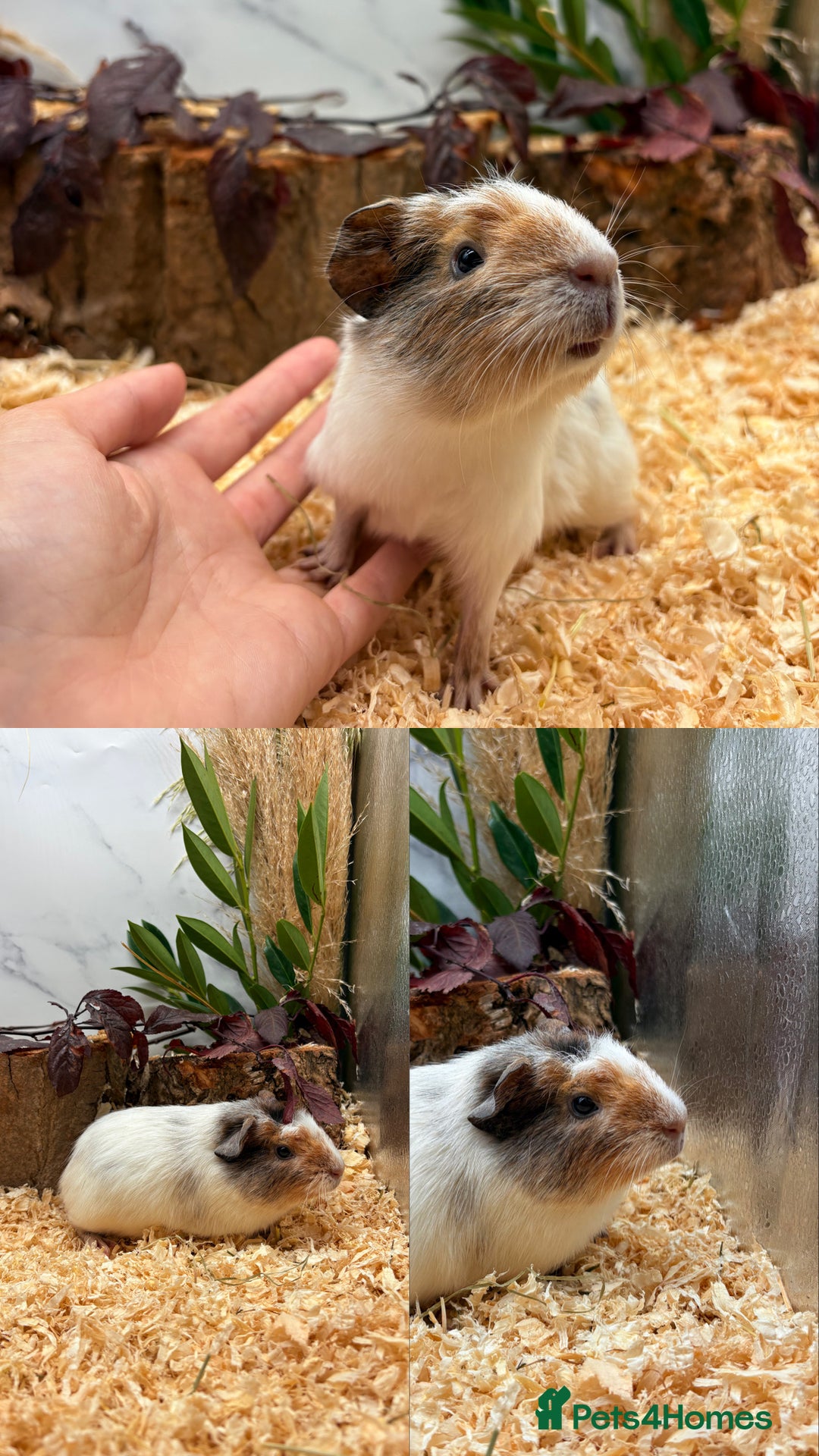 Guinea Pig rodents for sale: ✨Lots of Baby boy Guinea Pigs ✨🐹🩵 - Image 20