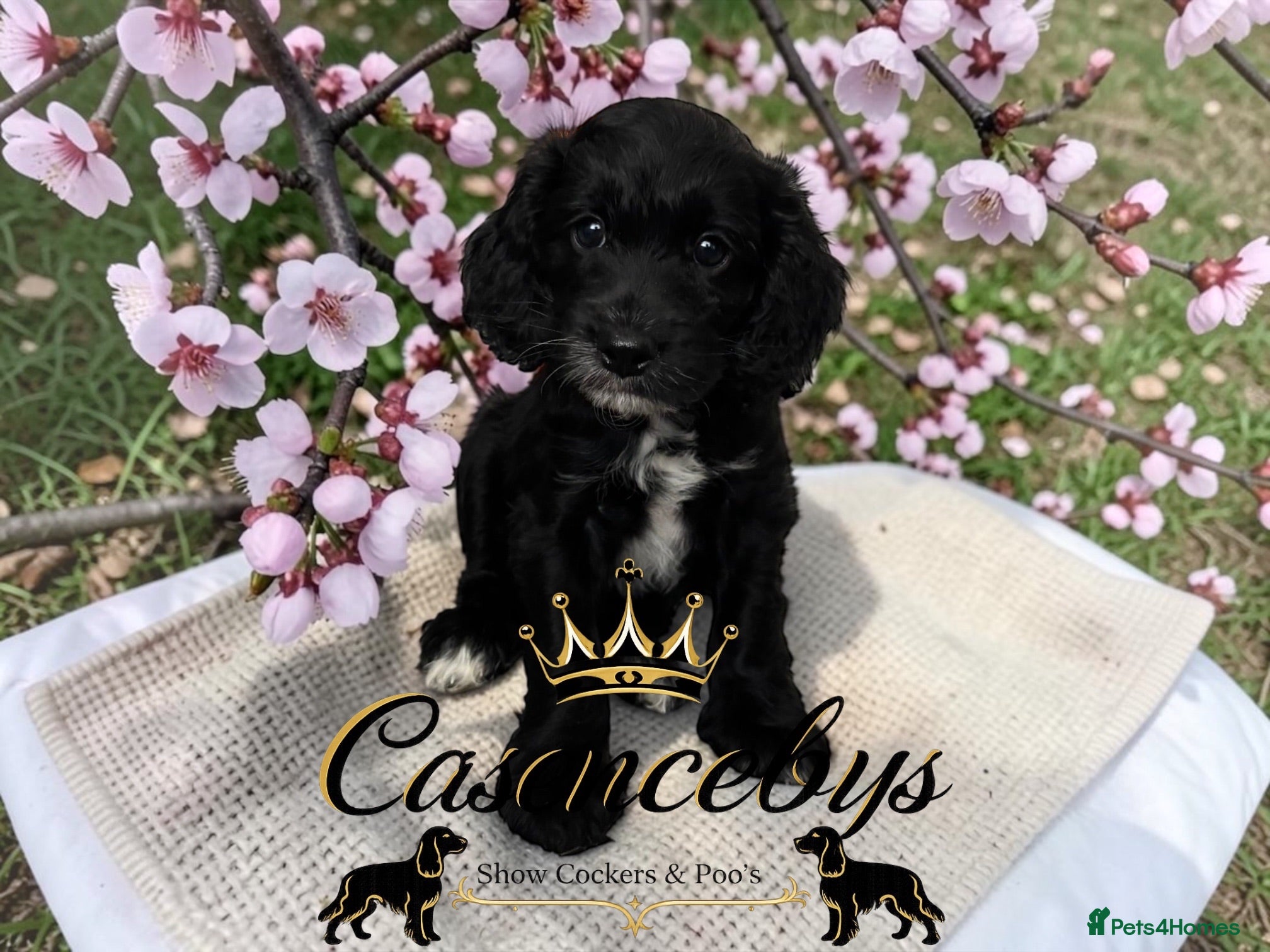 Cockapoo dogs STUNNING DNA CLEAR F1 miniature cockapoos - Advert 1