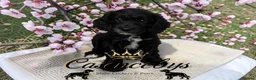 Cockapoo dogs for sale: READY NOW- DNA CLEAR F1 miniature cockapoos - Advert 3