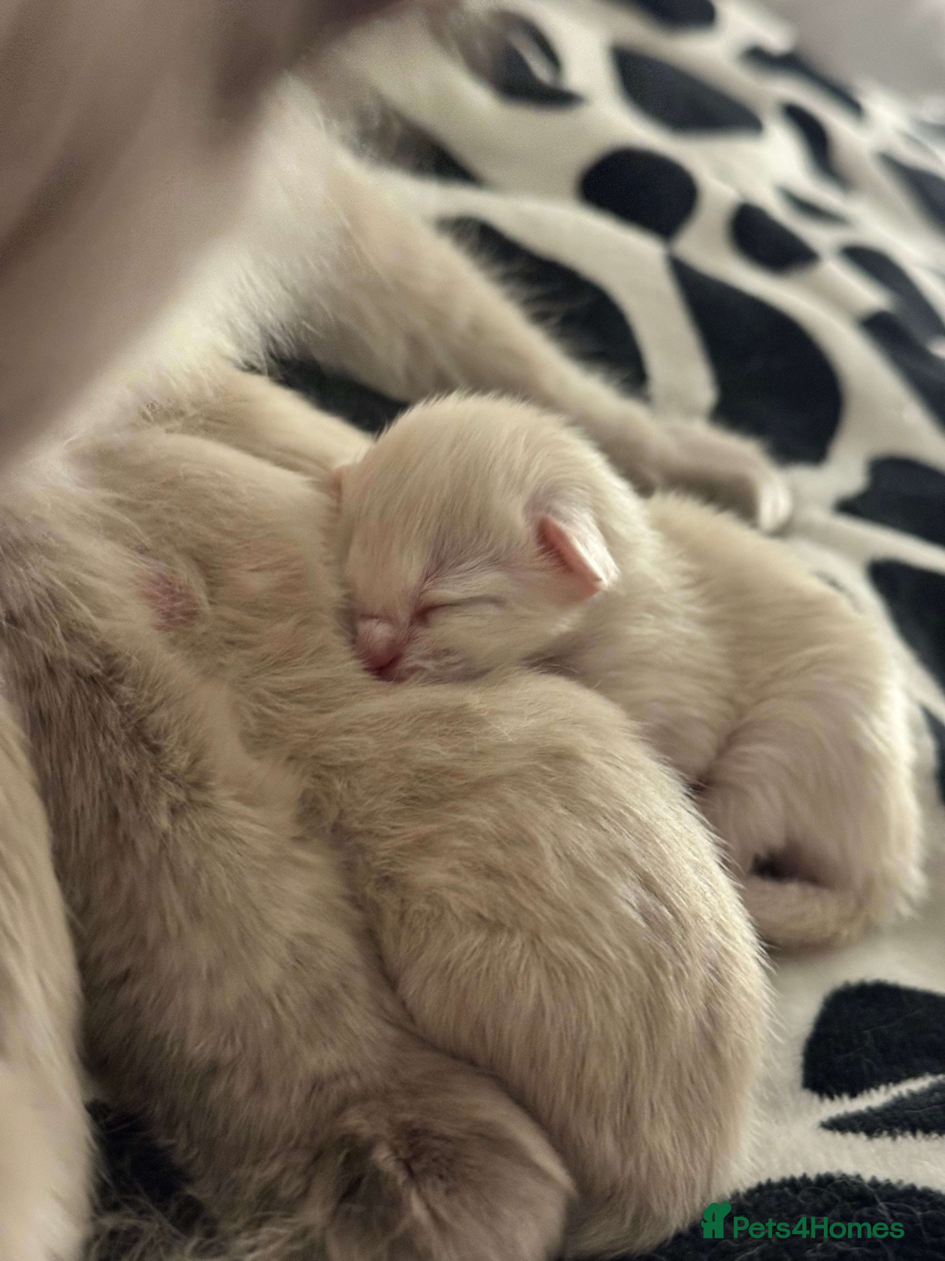 Ragdoll cats 6 ragdoll kittens - Advert 1