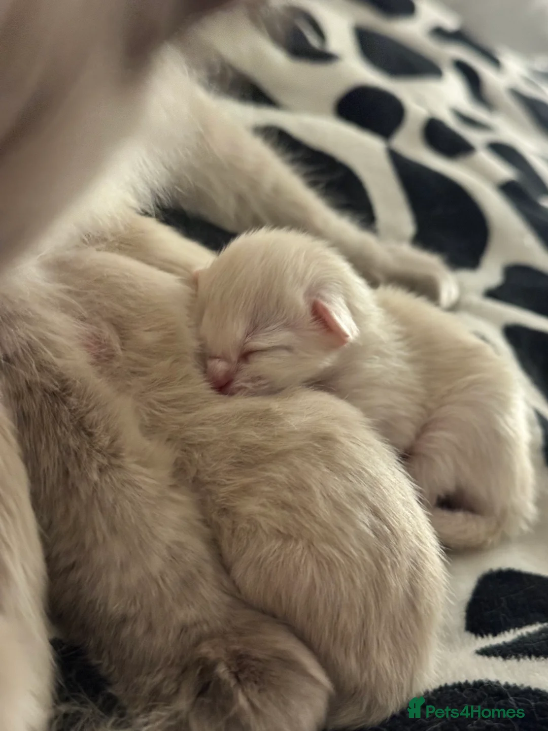 Ragdoll cats for sale: 6 ragdoll kittens - Advert 1