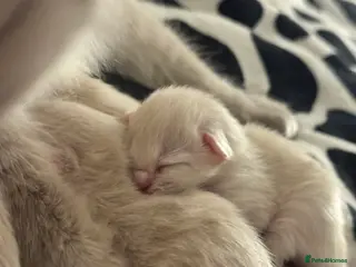 Ragdoll cats 6 ragdoll kittens - Advert 1