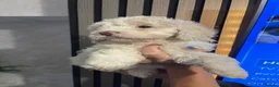 Shihpoo dogs for sale: 1 Shih poo girl ready to leave  - Advert 2