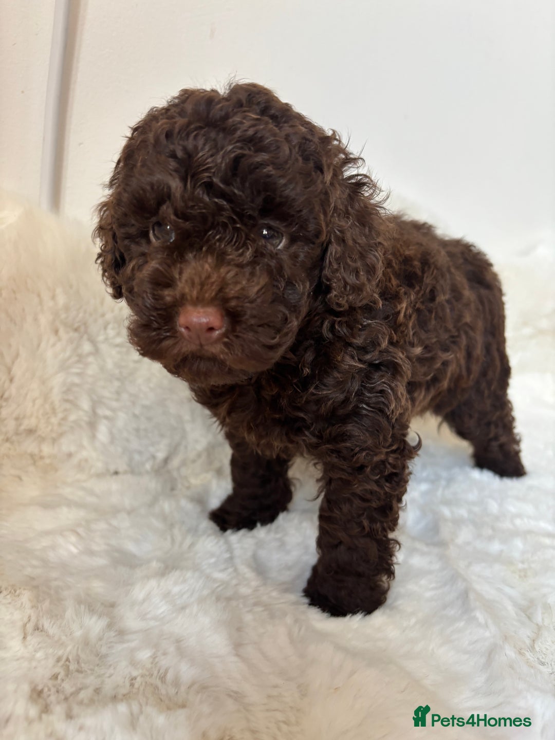 Cavapoo dogs for sale: 1 Chocolate Cavapoo left‼️ - Image 9