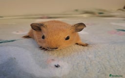 Guinea Pig rodents for sale: Beautiful Baby Guinea Pigs - Image 12