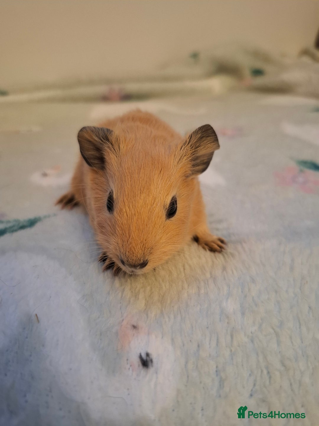 Guinea Pig rodents for sale: Beautiful Baby Guinea Pigs - Image 12