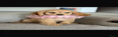 Cockapoo 2