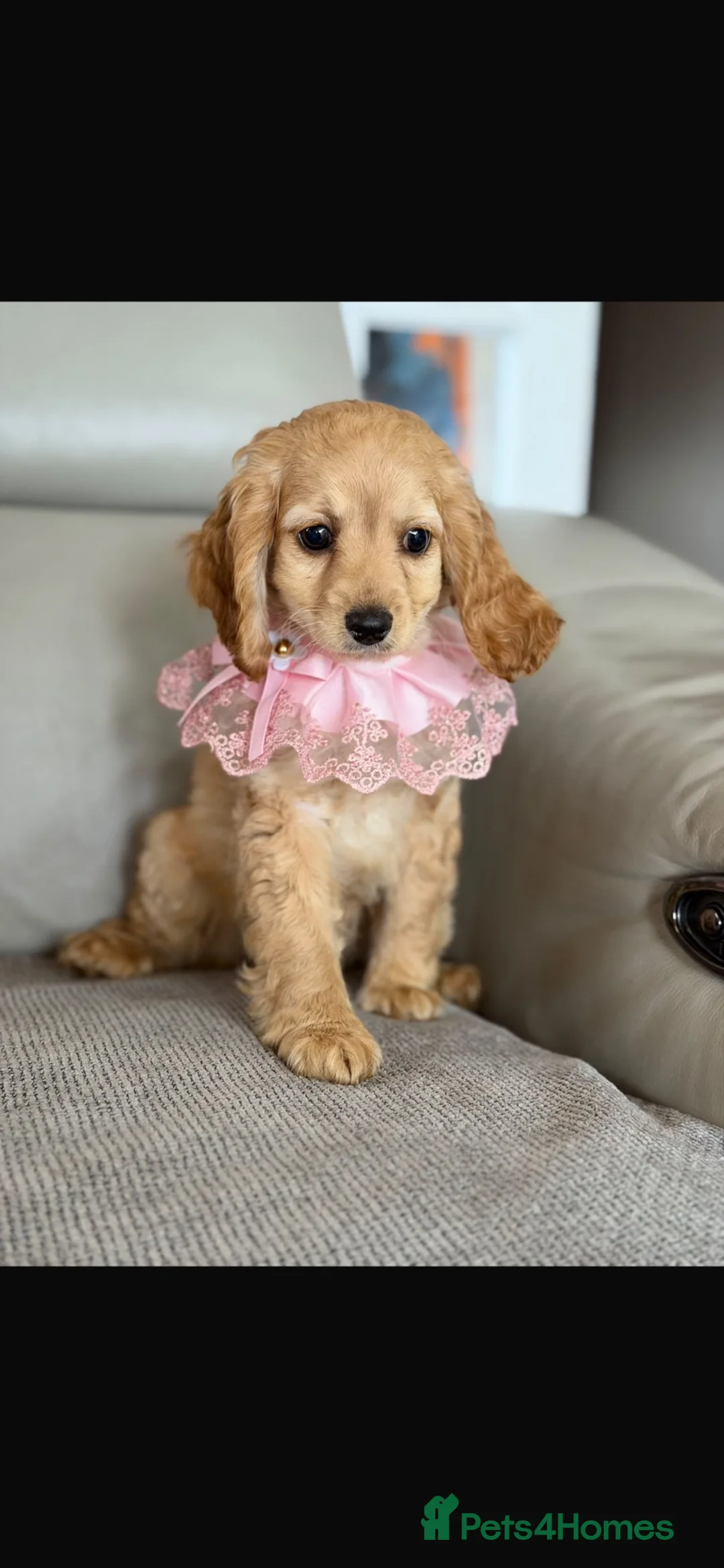 Cockapoo dogs for sale: Beautiful girl yankydoodles  - Advert 3