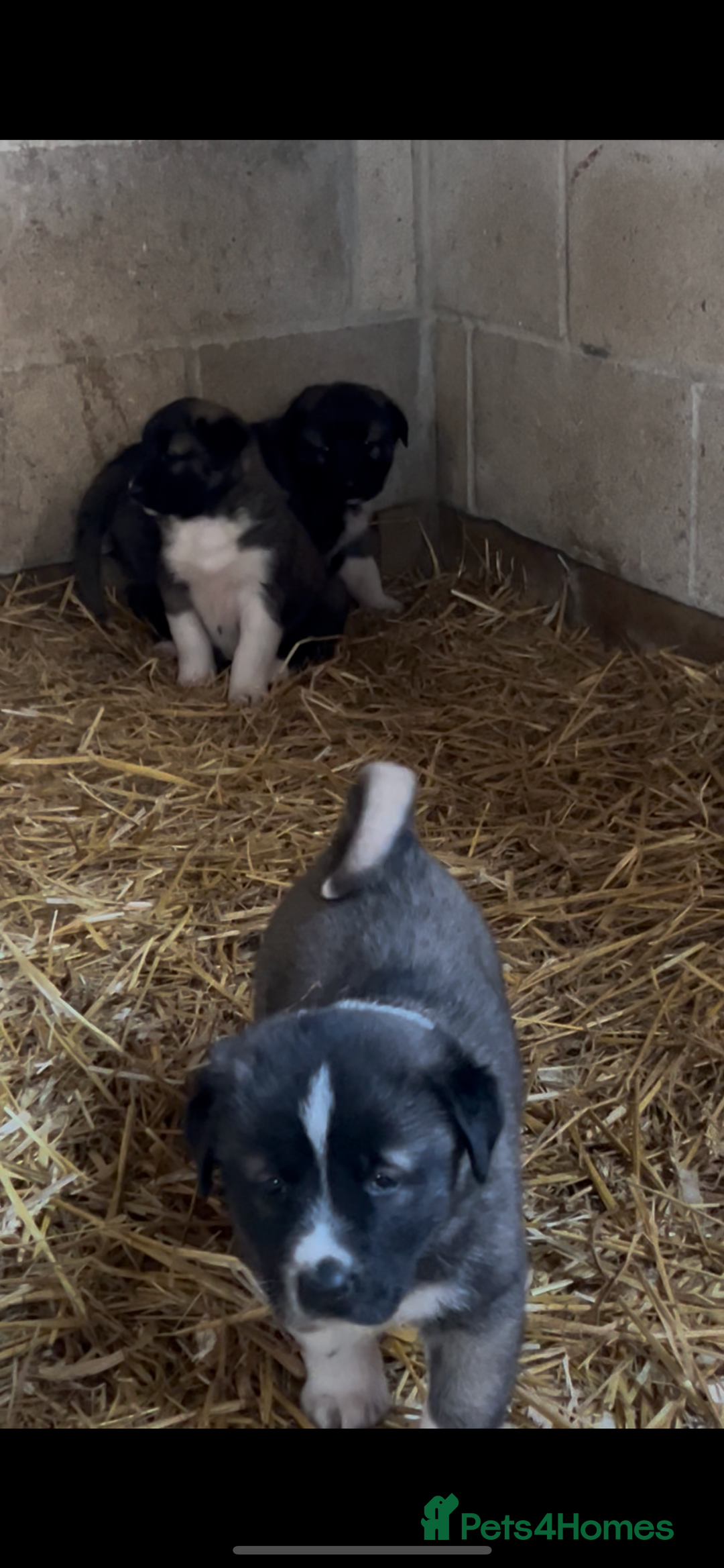 Mixed Breed dogs for sale: Turkish kangal x Caucasian pups  - Advert 17