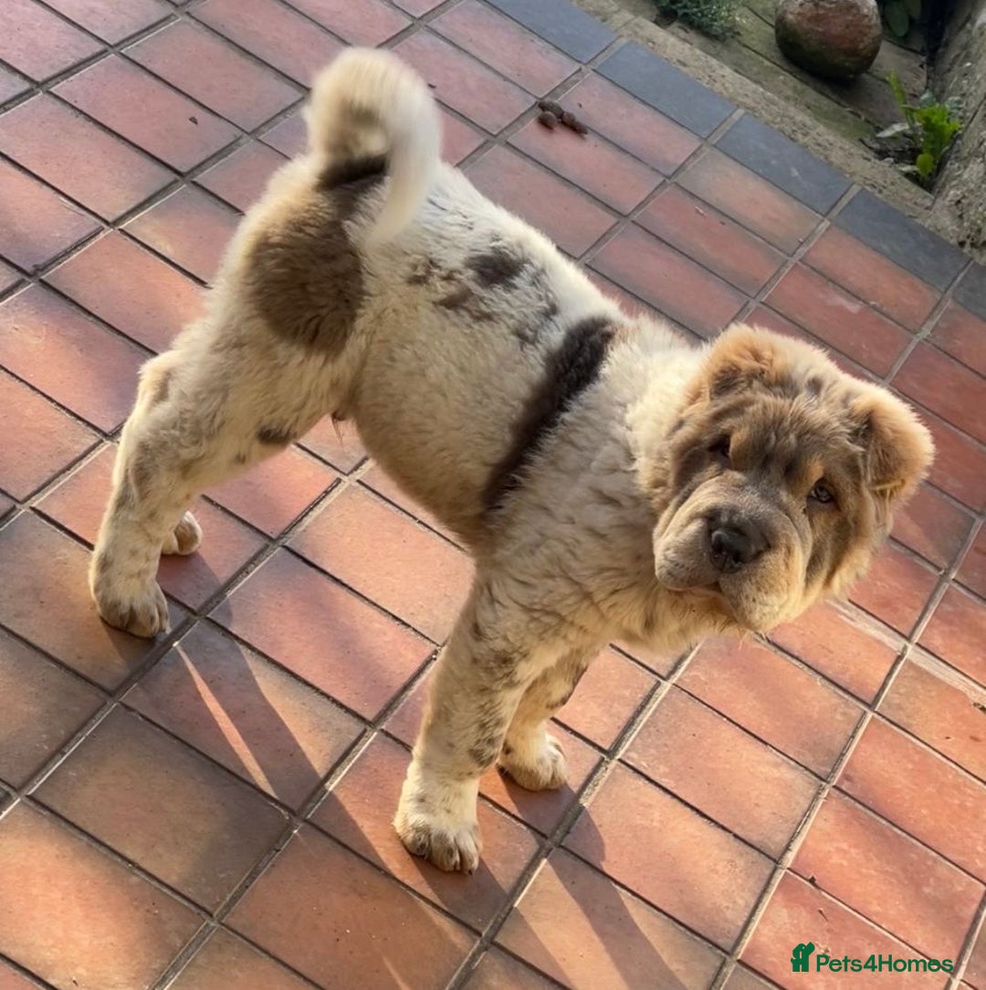 Shar Pei dogs for stud: Casanova - Tan pointed flower bear coat 🏆 - Image 15
