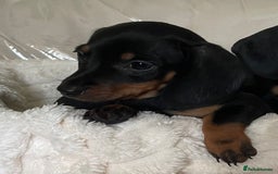 Miniature Dachshund dogs for sale: 💙Miniature dachshund puppies💝 - Image 10