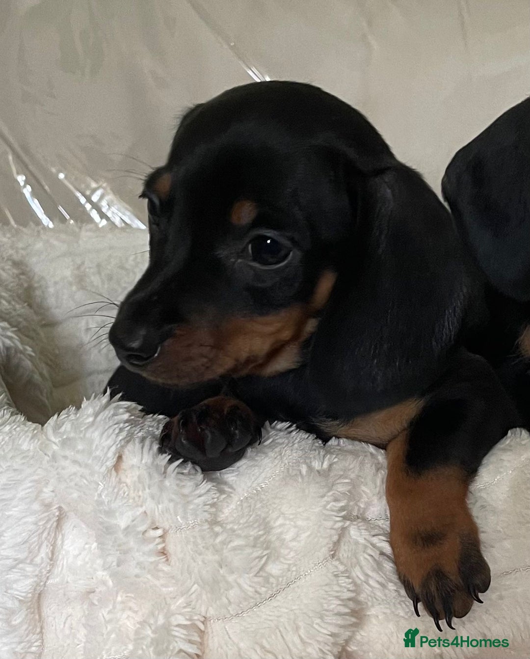 Miniature Dachshund dogs for sale: 💙Miniature dachshund puppies💝 - Image 10