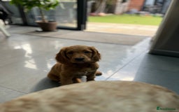 Mixed Breed dogs for sale: 1 female puppy left - Beautiful Goldendoodle cross - Image 3