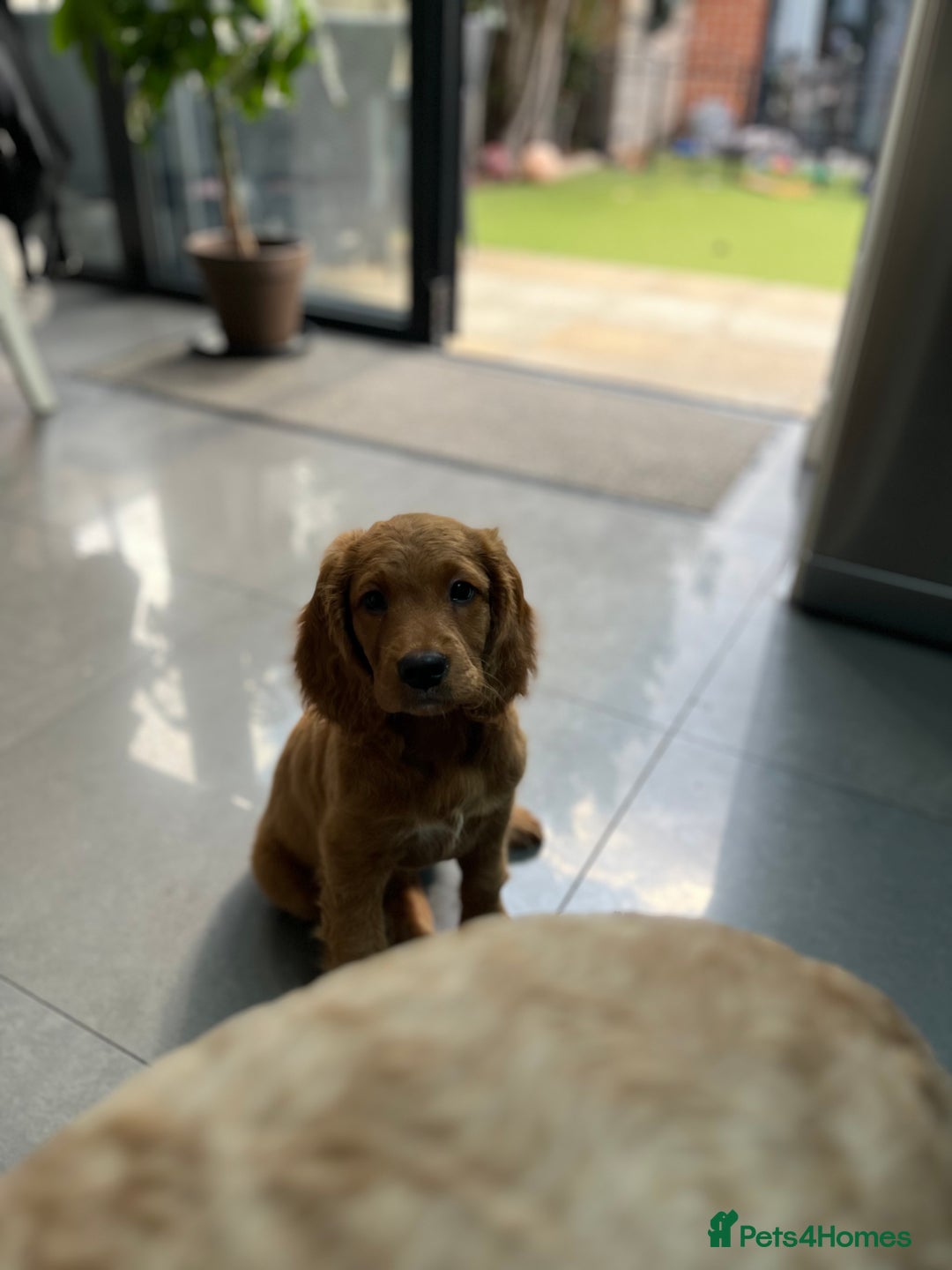 Mixed Breed dogs for sale: 1 female puppy left - Beautiful Goldendoodle cross - Image 3