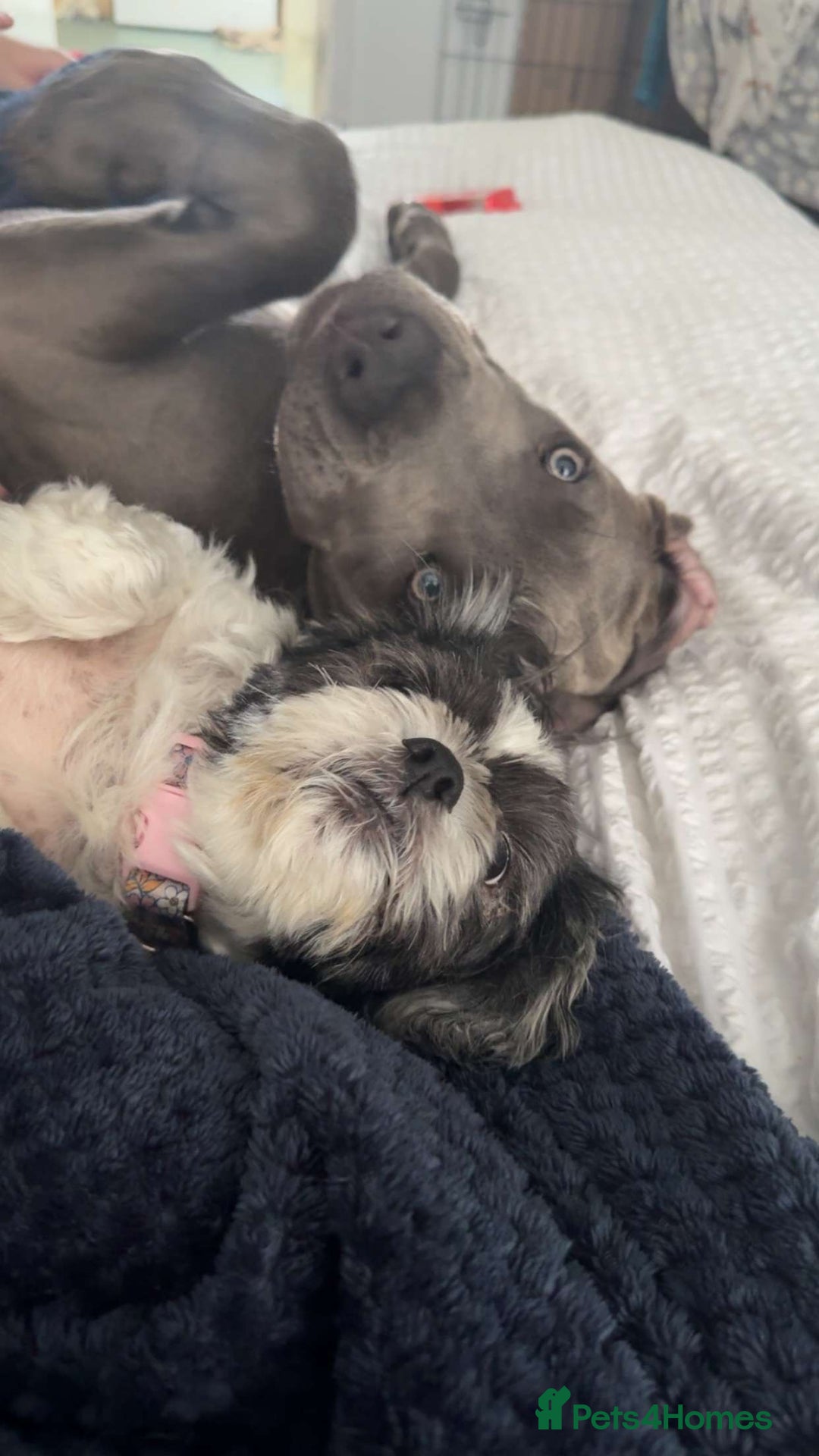 Cane Corso dogs for sale: Cane Corso puppy - Image 5