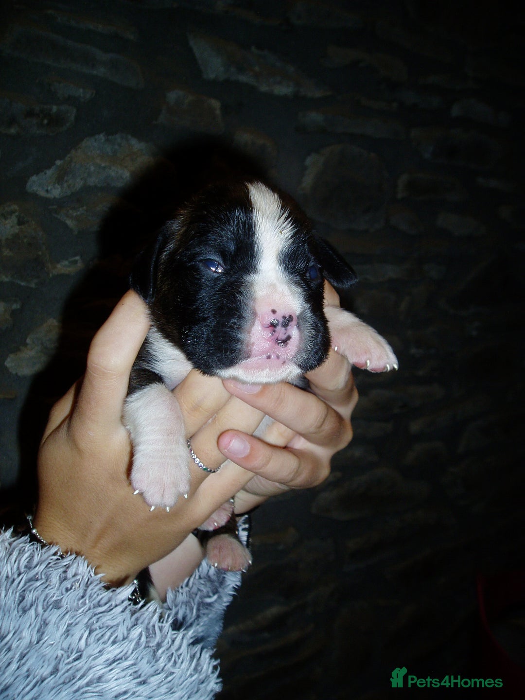 Boxer dogs for sale: Health Tested COI 1.5% KC Registered - Image 16
