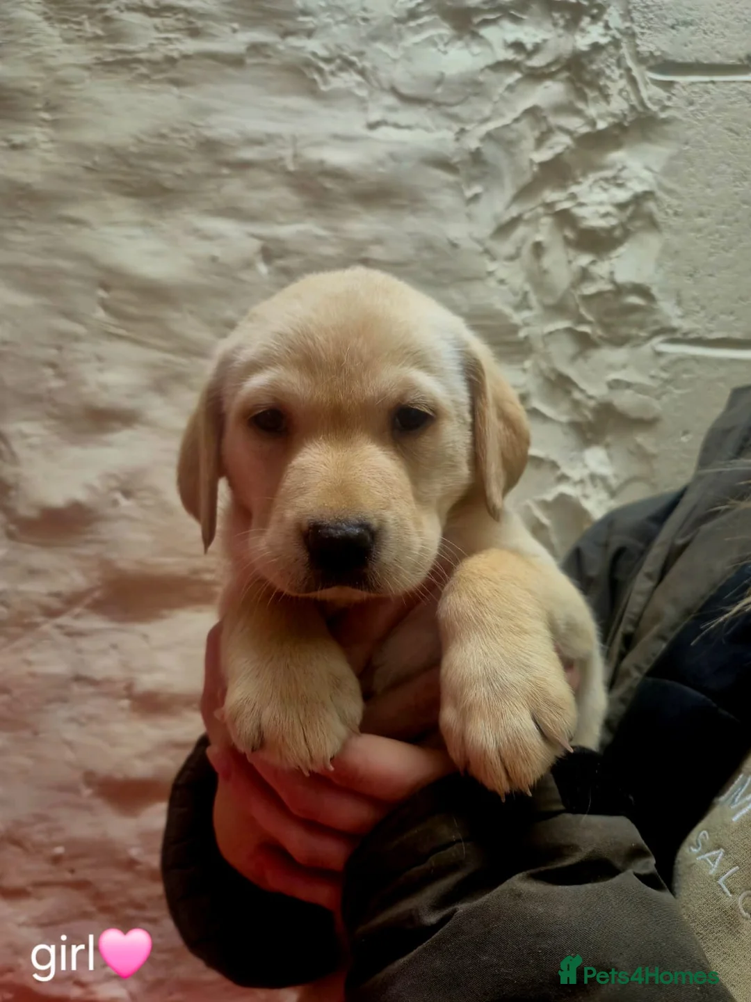 Labrador Retriever dogs for sale: Working Yellow And Red Labrador puppy’s! - Advert 4