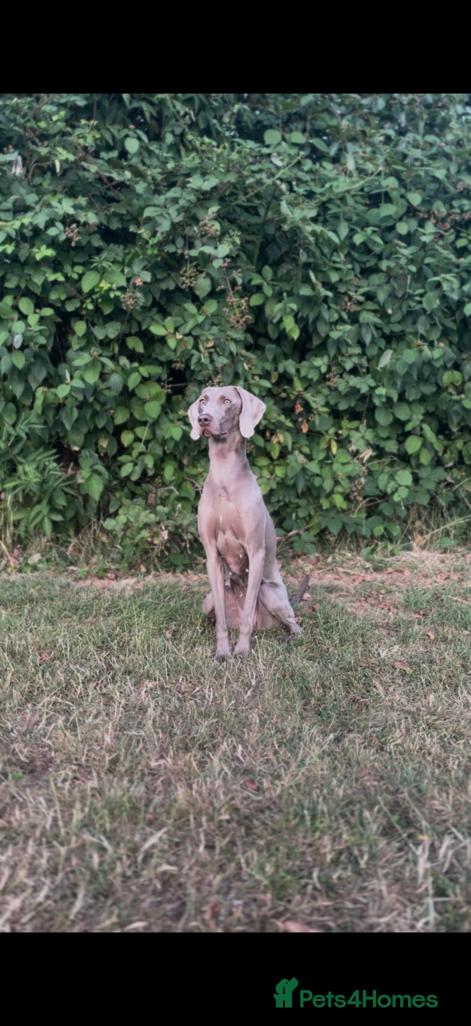 Weimaraner dogs Fully Trained, 2 year old female Weimaraner - Advert 14