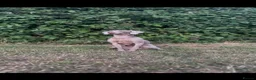 Weimaraner dogs for sale: Fully Trained, 2 year old female Weimaraner in Coventry - Advert 1