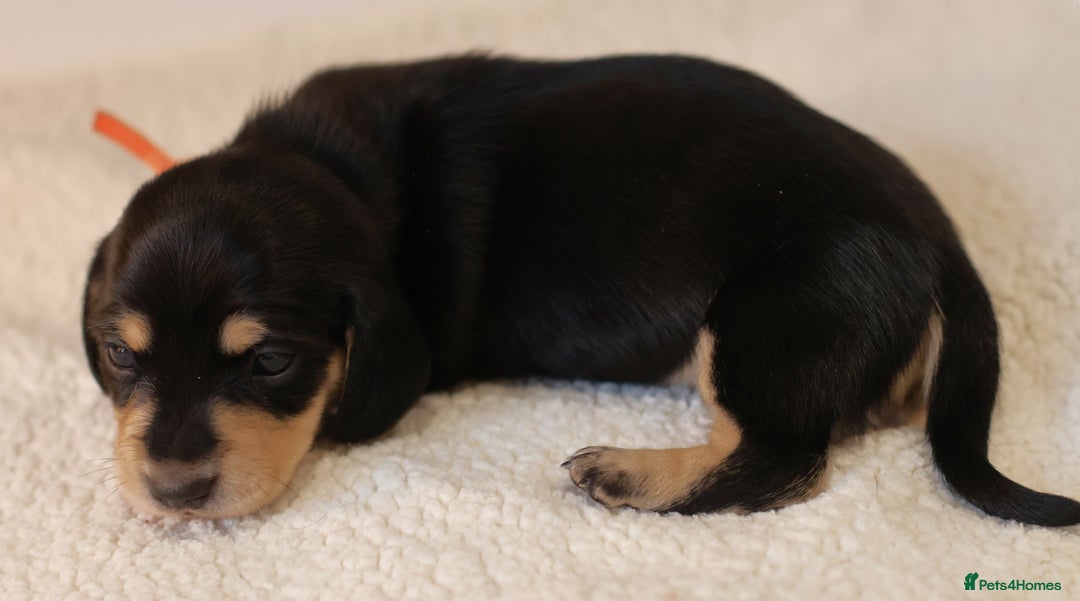 Miniature Dachshund dogs for sale: 5*Licensed+KC+PRAclear+VETchecked+Chocolate&Cream - Advert 16