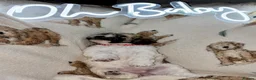 Mixed Breed dogs for sale: La chon  - Advert 13