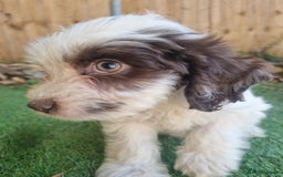 Cocker Spaniel dogs for sale: Stunning litter of cocker spaniels  - Image 9
