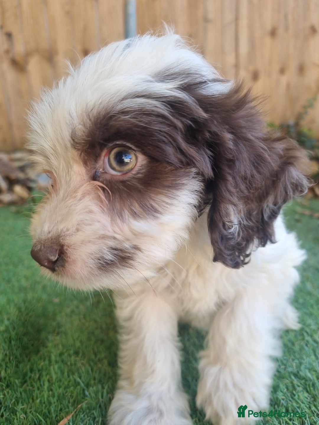 Cocker Spaniel dogs for sale: Stunning litter of cocker spaniels  - Image 9