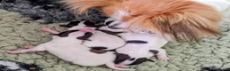 Papillon dogs for sale: KC Registered Papillon Boy - Advert 2