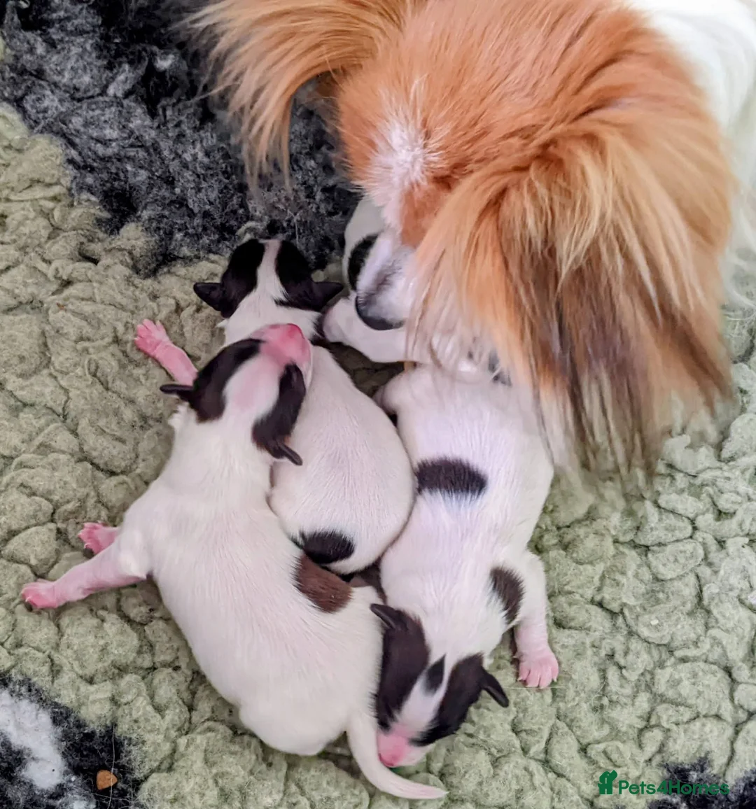 Papillon dogs for sale: KC Registered Papillon Boy - Advert 2