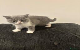British Shorthair cats for sale: Adorable baby cats - Advert 12