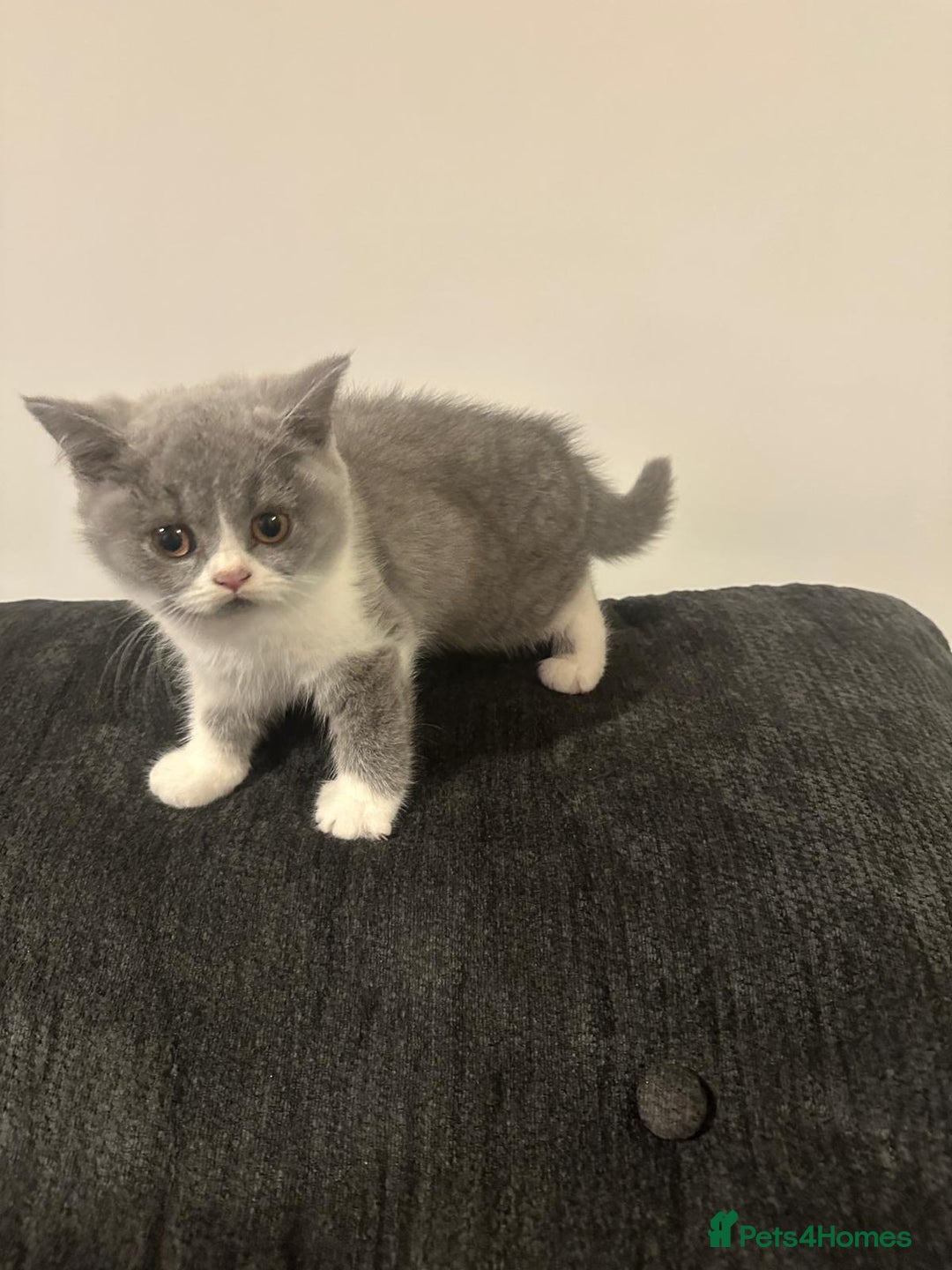 British Shorthair cats for sale: Adorable baby cats - Advert 12