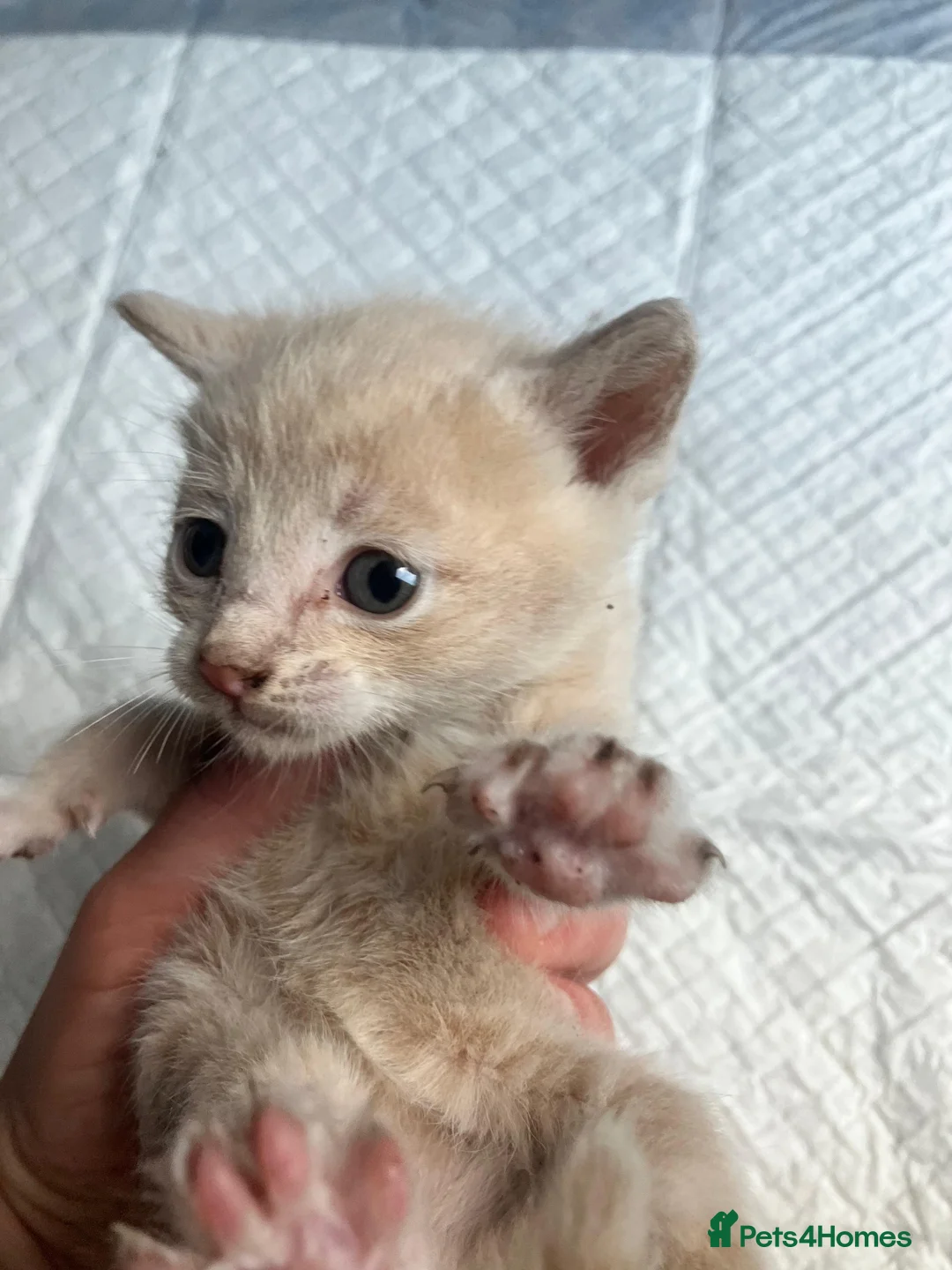 Mixed Breed cats for sale: Gorgeous kittens in Milton Keynes - Advert 2