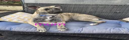 Mixed Breed dogs for sale: READY staffy cross husky puppies for sale. - Advert 32