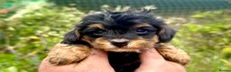 Maltipoo dogs for sale: Maltipoo Puppies  - Advert 28