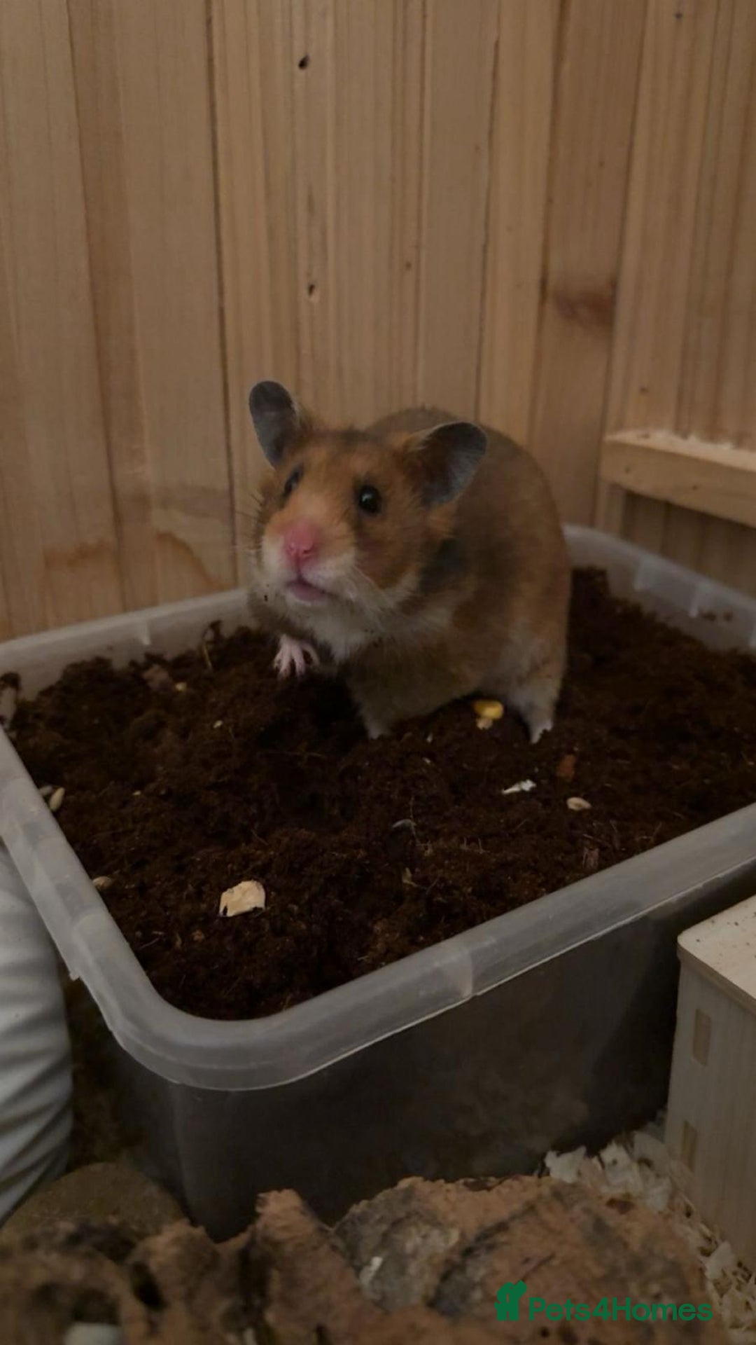 Hamster rodents for sale: Female Syrian hamster - Advert 3