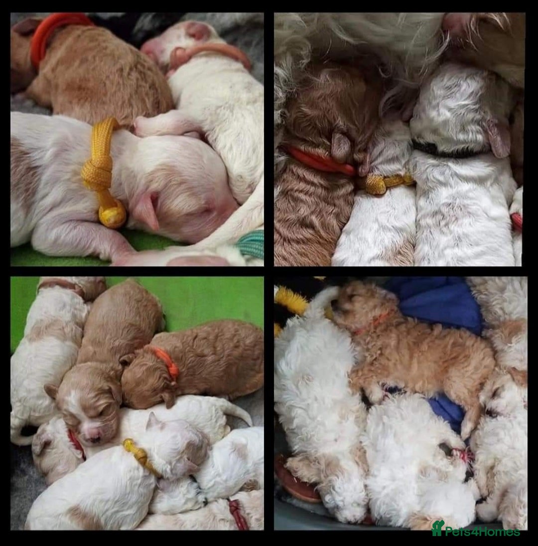 Miniature Poodle dogs for stud: KC registered miniature poodle stud in Bolton - Image 13