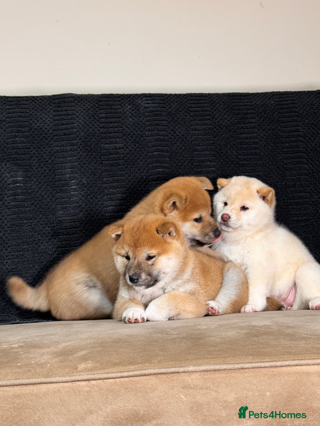 Japanese Shiba Inu dogs for sale: Shiba Inu Puppies  - Advert 10